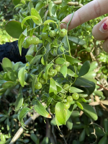 Asparagus asparagoides