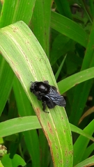 Bombus morio
