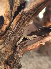 Lepidoptera