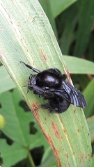 Bombus morio
