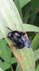 Bombus morio