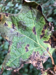 Cercospora hydrangeae