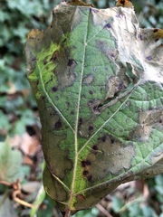 Cercospora hydrangeae