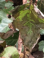 Cercospora hydrangeae