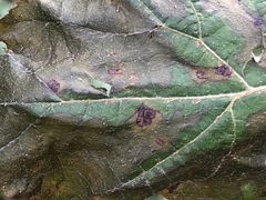 Cercospora hydrangeae