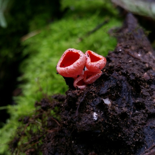 Scarlet Cup