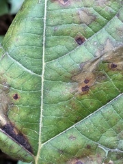Cercospora hydrangeae