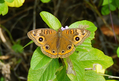 Junonia neildi varia