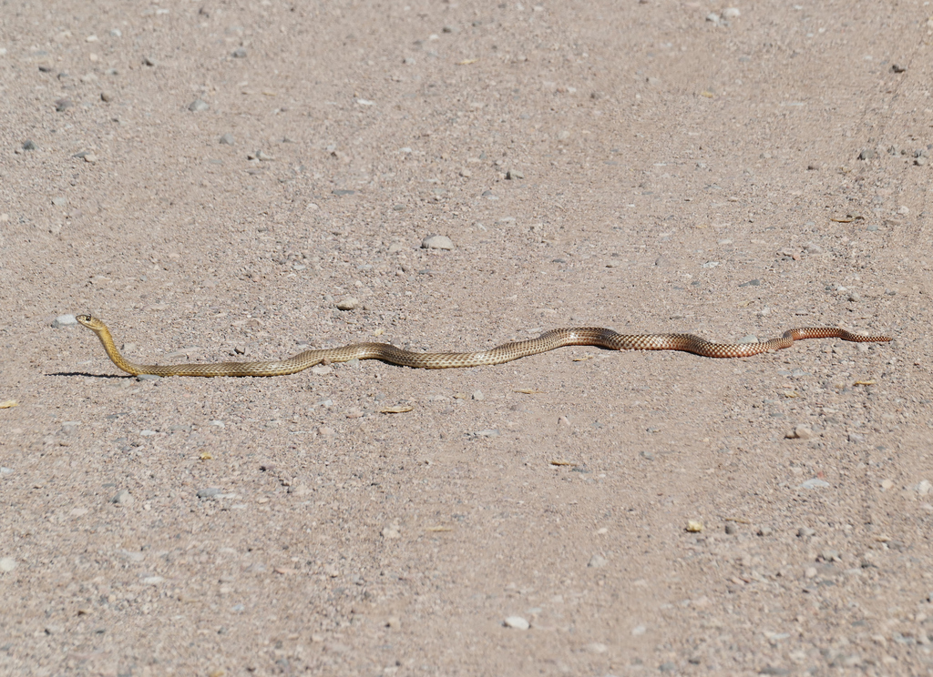 Lined Coachwhip