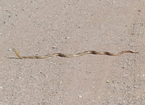 Lined Coachwhip