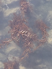 Sargassum muticum