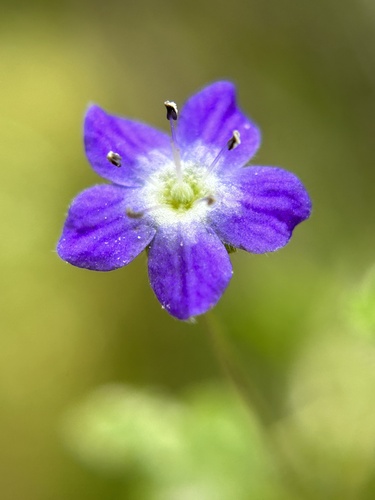 Eastwood's baby blue eyes (Nemophila pulchella)