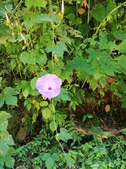 Ipomoea setosa