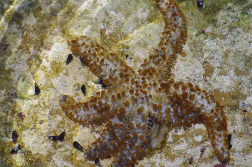 White Sea Star, photo 5 of 7