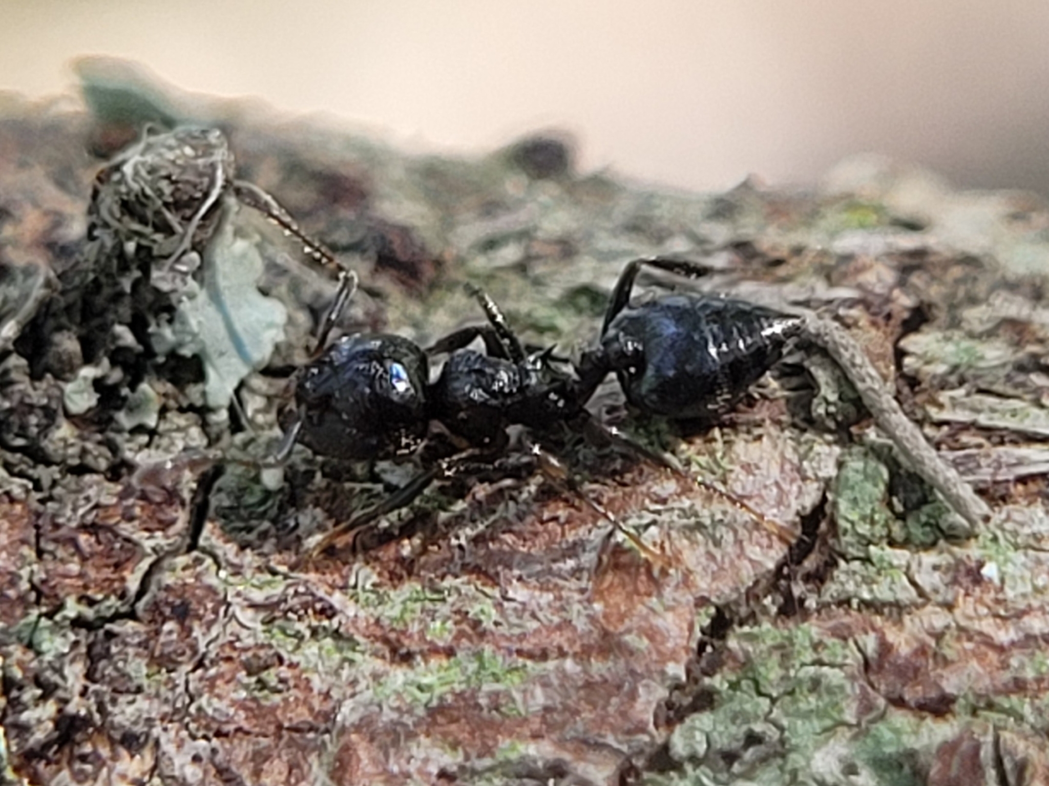 Crematogaster rifelna