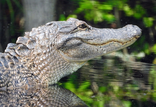 American Alligator photographed in North Carolina