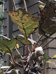 Cercospora hydrangeae