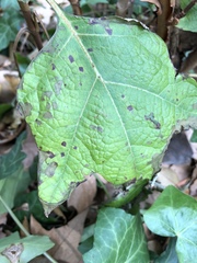 Cercospora hydrangeae