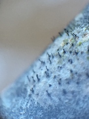 Phaeocalicium curtisii