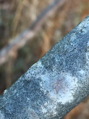 Phaeocalicium curtisii