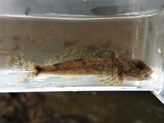 Cottus cognatus