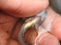 Cottus cognatus
