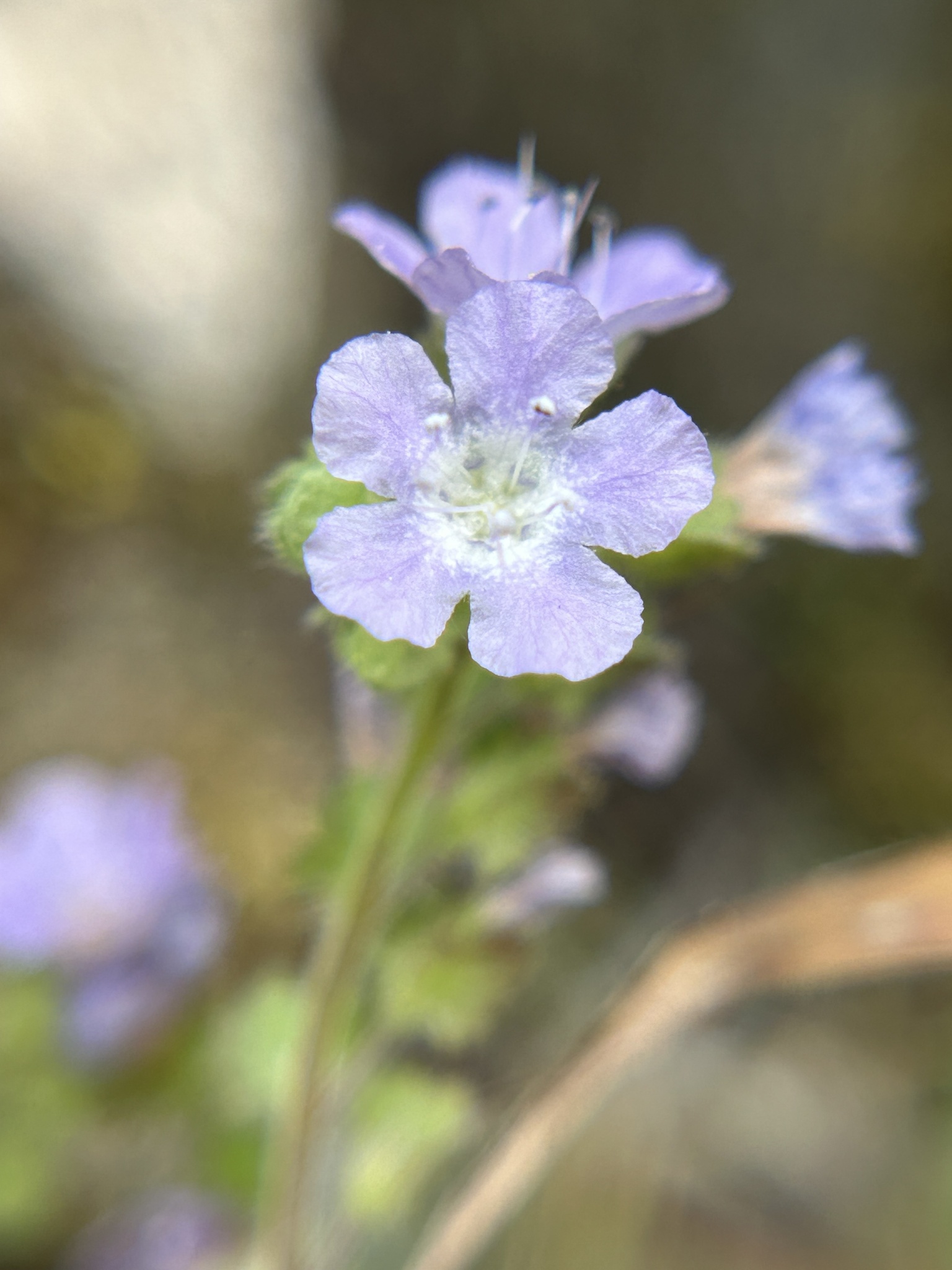 Phacelia platyloba