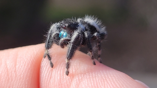 Bold Jumping Spider photographed in Nevada