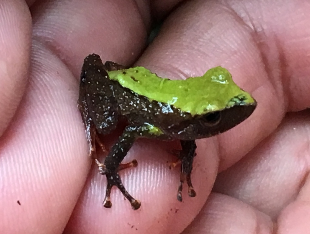 Papallacta Robber Frog