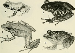Papallacta Robber Frog photo 3