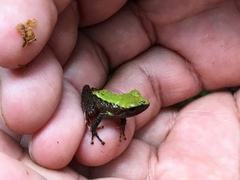 Papallacta Robber Frog photo 4