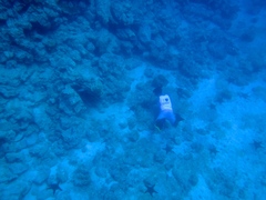 Pentaceraster cumingi