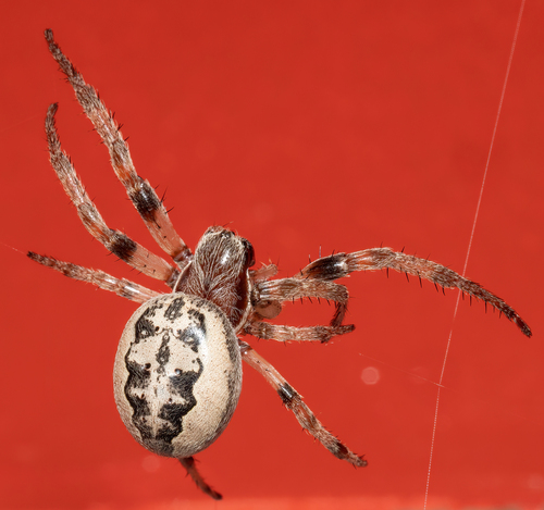 Furrow Orbweaver, photo 2 of 10