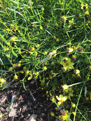 Coreopsis verticillata