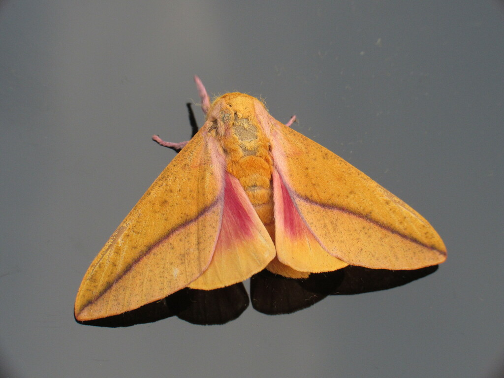 Locust Moth Bisected Honey Locust Moth from Bellbrook, Greene County, OH, USA on ...