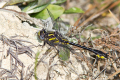 Hylogomphus apomyius