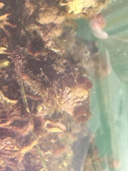 Styelidae