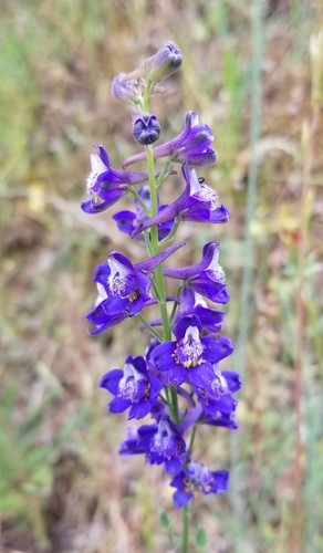Coast Larkspur