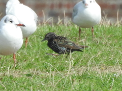 Sturnus vulgaris