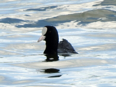 Fulica atra