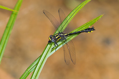 Hylogomphus apomyius