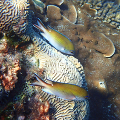 Norfolk Chromis photo 4