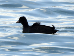 Fulica atra
