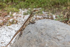 Tropidurus torquatus