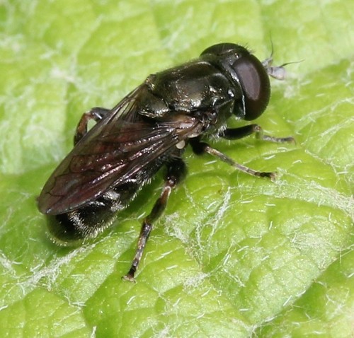 Eumerus