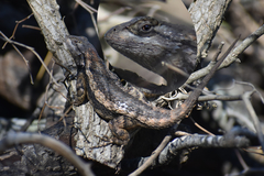 Sceloporus olivaceus