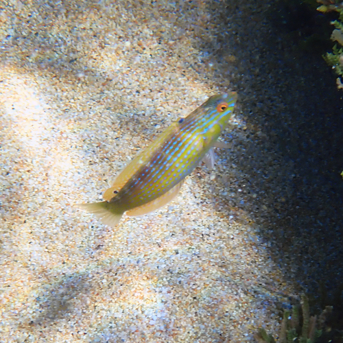 Rainbow Slender Wrasse