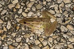 Lithobates sphenocephalus utricularius