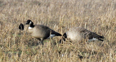 Branta hutchinsii leucopareia