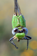Erpetogomphus crotalinus
